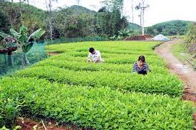 Hình ảnh Điền Xá, Quảng Ninh