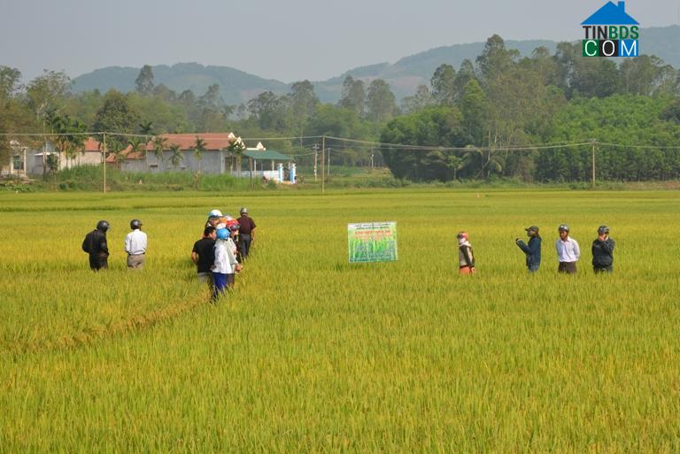 Hình ảnh Trường Giang, Quảng Ngãi