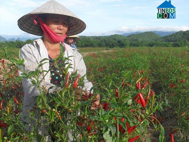 Hình ảnh Bố Trạch, Quảng Trị