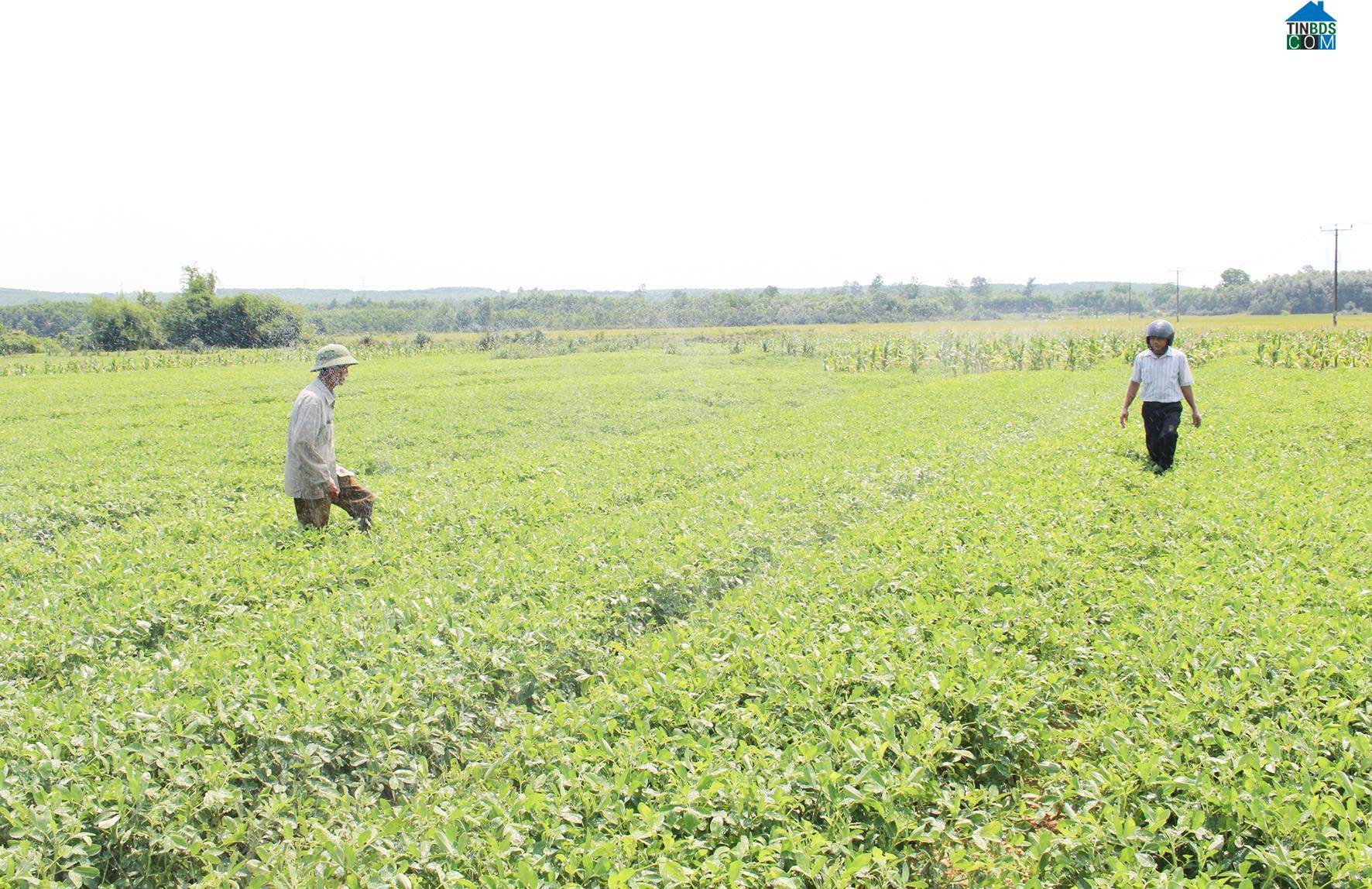 Hình ảnh Cam Hồng, Quảng Trị