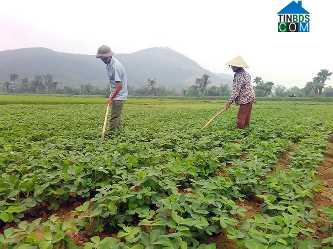 Hình ảnh Tuyên Bình, Quảng Trị