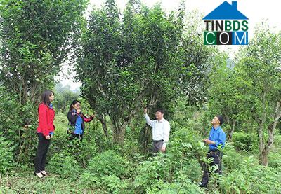 Hình ảnh Mường Bang, Sơn La