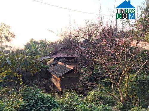 Hình ảnh Xím Vàng, Sơn La