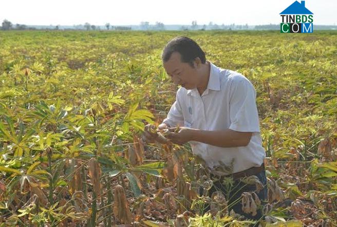 Hình ảnh Tân Phú, Tây Ninh