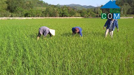 Hình ảnh Côn Minh, Thái Nguyên
