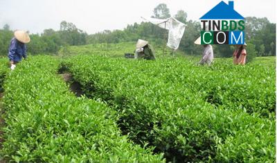 Hình ảnh Tân Khánh, Thái Nguyên