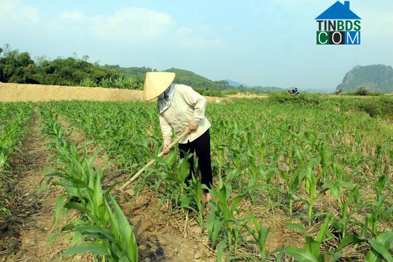 Hình ảnh Phượng Tiến, Thái Nguyên