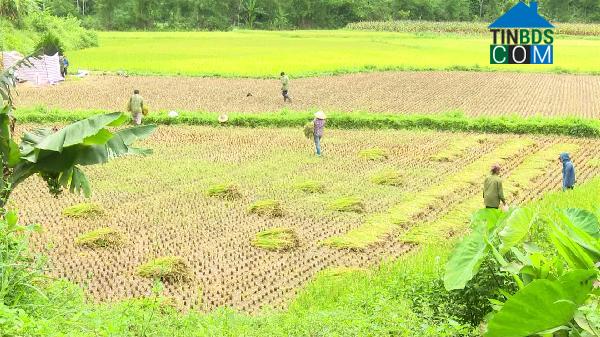 Hình ảnh Yên Phong, Thái Nguyên