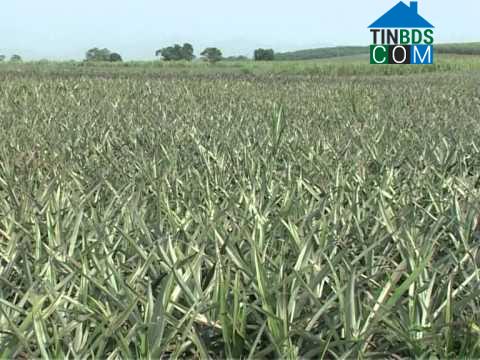 Hình ảnh Yên Phú, Thanh Hóa