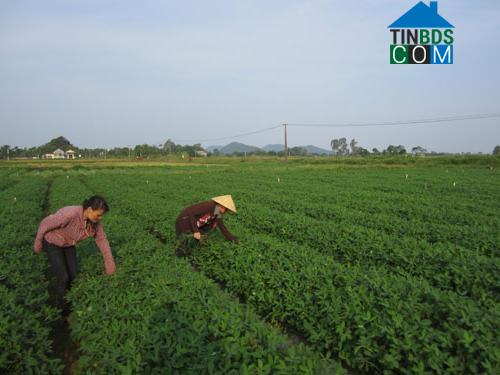 Hình ảnh Hoằng Sơn, Thanh Hóa