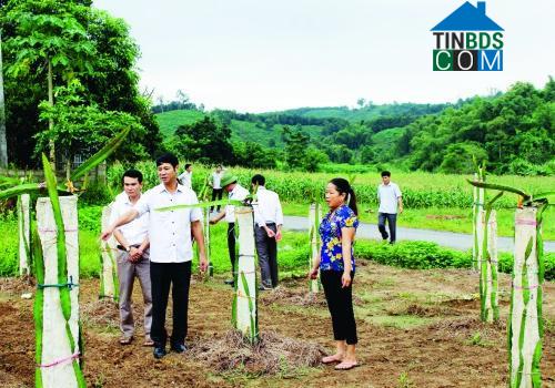 Hình ảnh Thanh Phong, Thanh Hóa