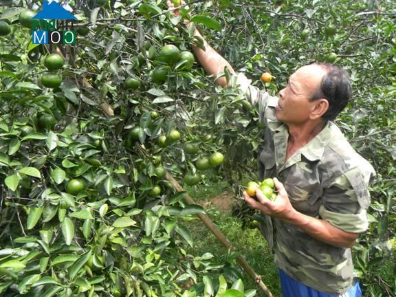 Hình ảnh Phong Điền, Huế