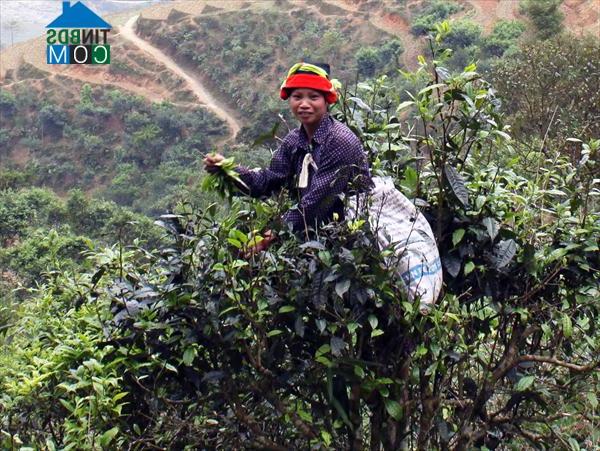 Hình ảnh Mậu Duệ, Tuyên Quang