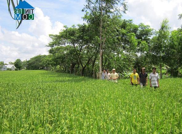 Hình ảnh Hòa Bình, Vĩnh Long