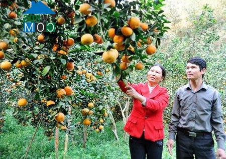 Hình ảnh Yên Phú, Tuyên Quang