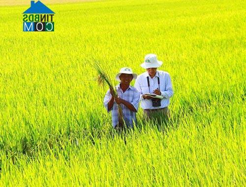 Hình ảnh Hiếu Phụng, Vĩnh Long