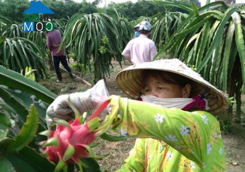 Hình ảnh Cái Nhum, Vĩnh Long