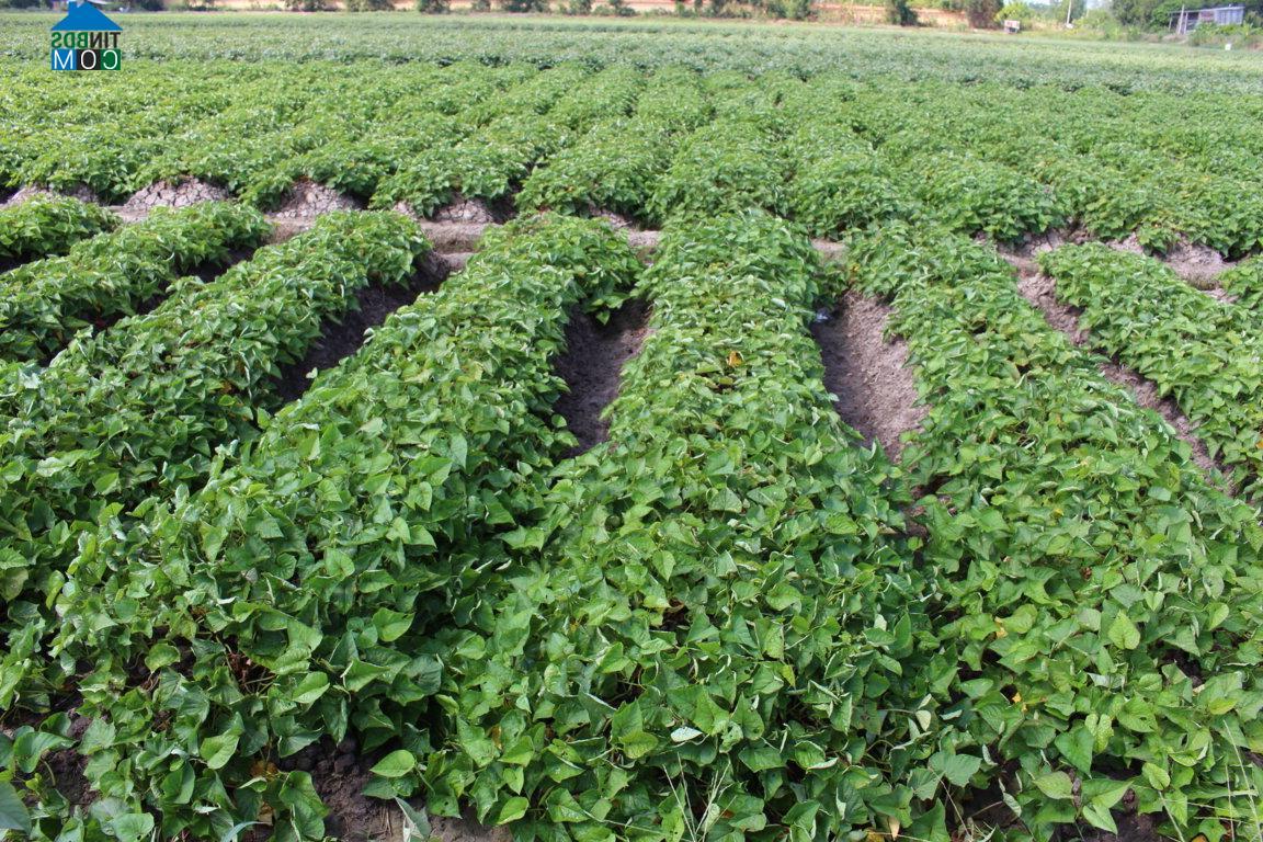 Hình ảnh Mỹ Thuận, Vĩnh Long