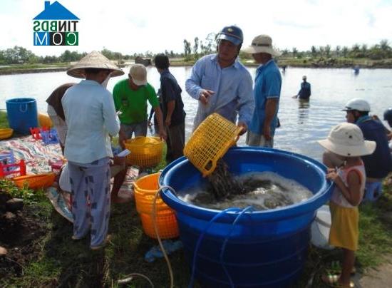 Hình ảnh Ngũ Lạc, Vĩnh Long