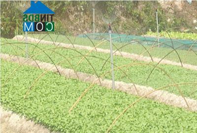 Hình ảnh Quới An, Vĩnh Long