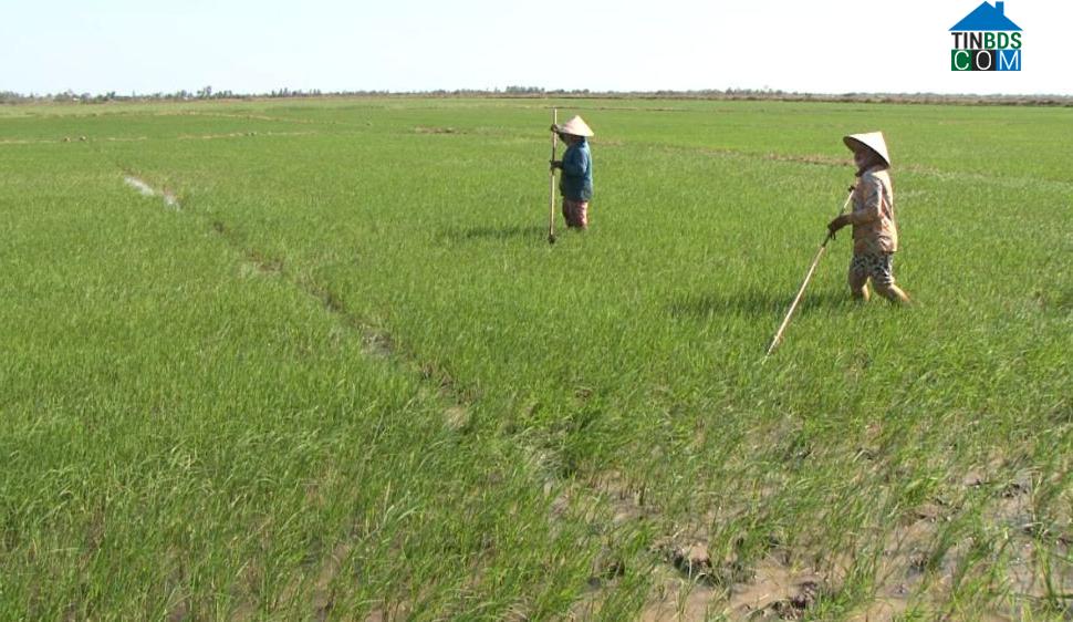 Hình ảnh Vĩnh Lợi, Cần Thơ