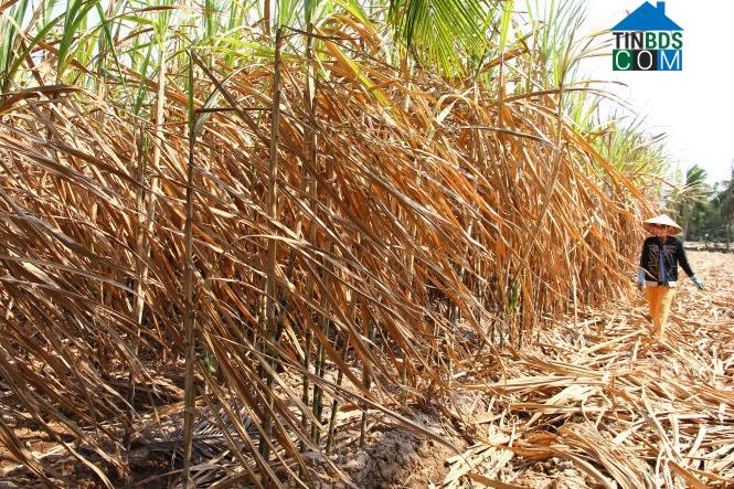 Hình ảnh Cù Lao Dung, Cần Thơ