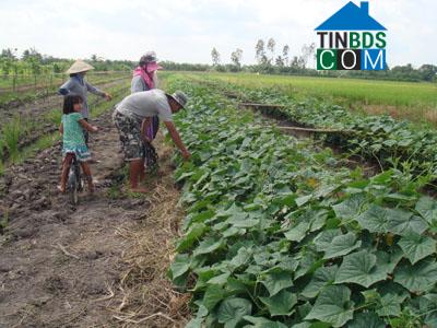 Hình ảnh Đại Hải, Cần Thơ