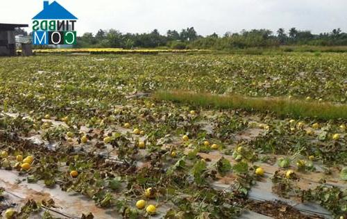 Hình ảnh Long Tuyền, Cần Thơ