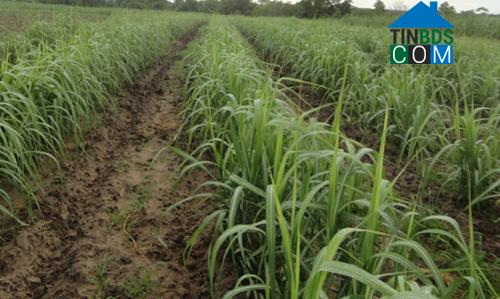 Hình ảnh Tân Phước Hưng, Cần Thơ