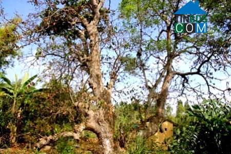 Hình ảnh Thạnh Hòa, Cần Thơ