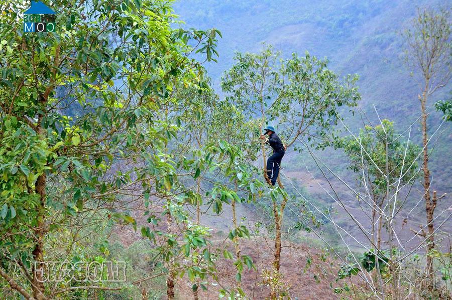 Hình ảnh Sơn Lộ, Cao Bằng