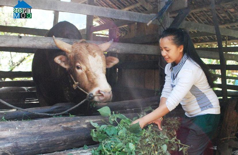 Hình ảnh Tổng Cọt, Cao Bằng