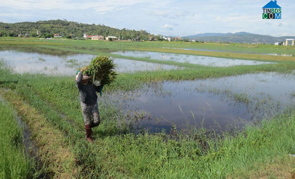 Hình ảnh Tuy An Đông, Đắk Lắk