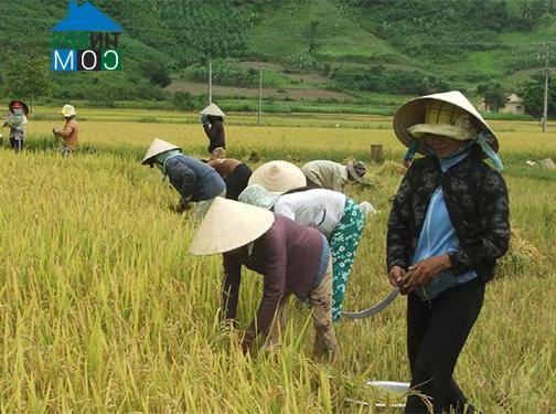 Hình ảnh Xuân Lãnh, Đắk Lắk