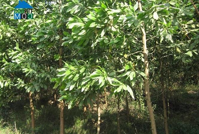 Hình ảnh Minh Khai, Cao Bằng