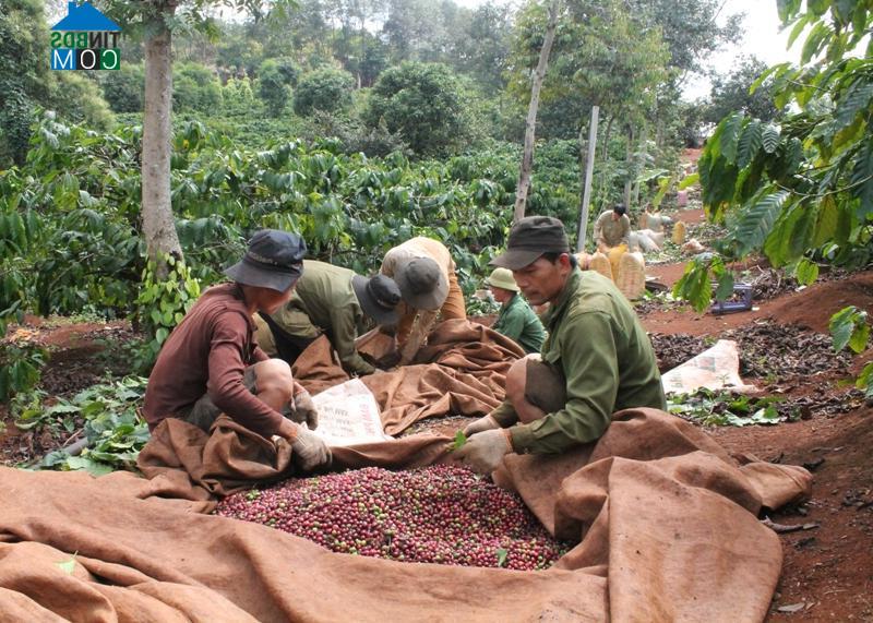 Hình ảnh Cư Pơng, Đắk Lắk