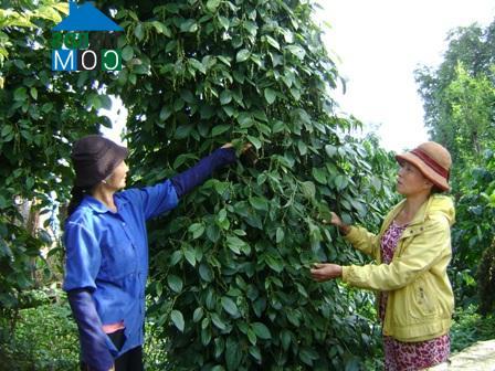 Hình ảnh Ea Kao, Đắk Lắk