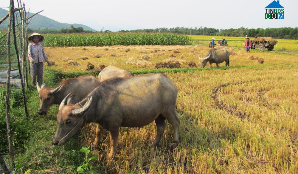 Hình ảnh Phú Hòa 2, Đắk Lắk