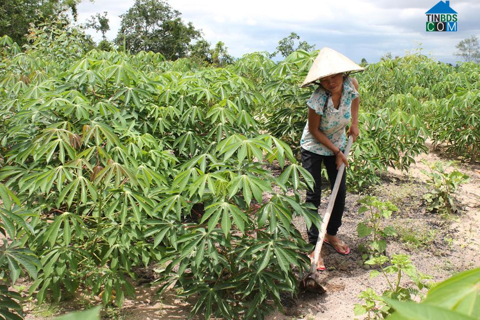 Hình ảnh Tây Sơn, Đắk Lắk