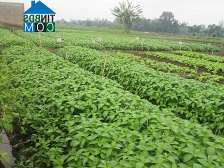 Hình ảnh Gia Kiệm, Đồng Nai