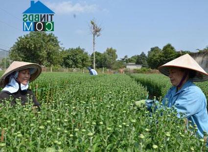 Hình ảnh Long Hương, Hồ Chí Minh