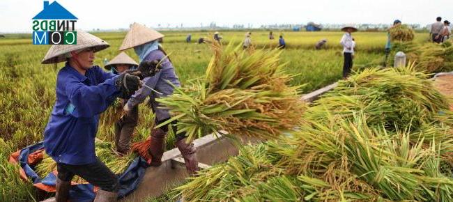 Hình ảnh Yên Lãng, Hà Nội