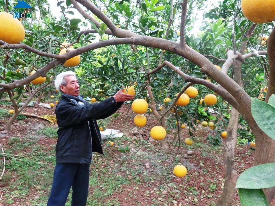 Hình ảnh Đại Xuyên, Hà Nội