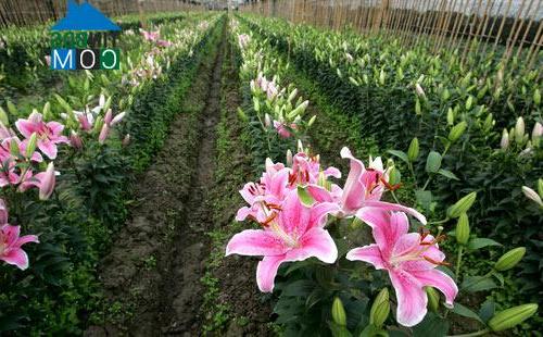 Hình ảnh Ô Diên, Hà Nội