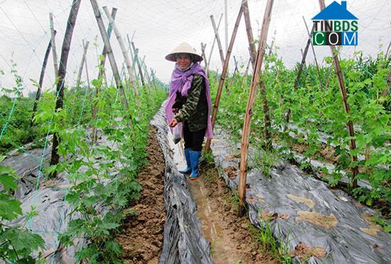 Hình ảnh Duy Xuyên, Đà Nẵng