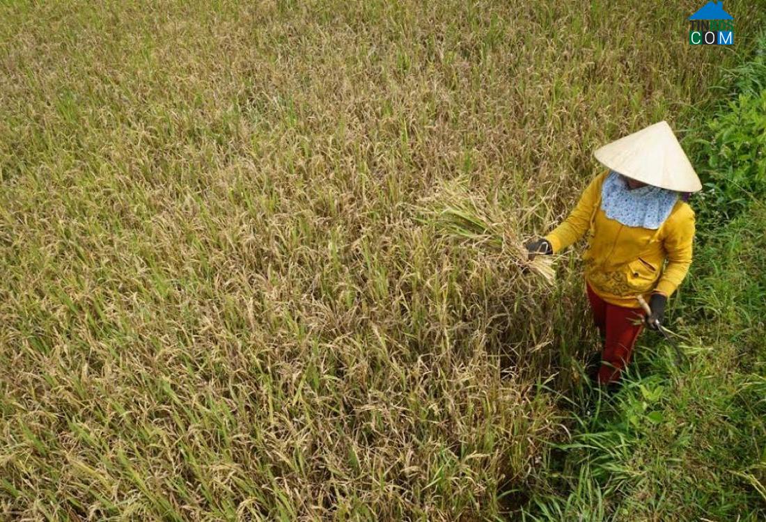 Hình ảnh Sơn Cẩm Hà, Đà Nẵng