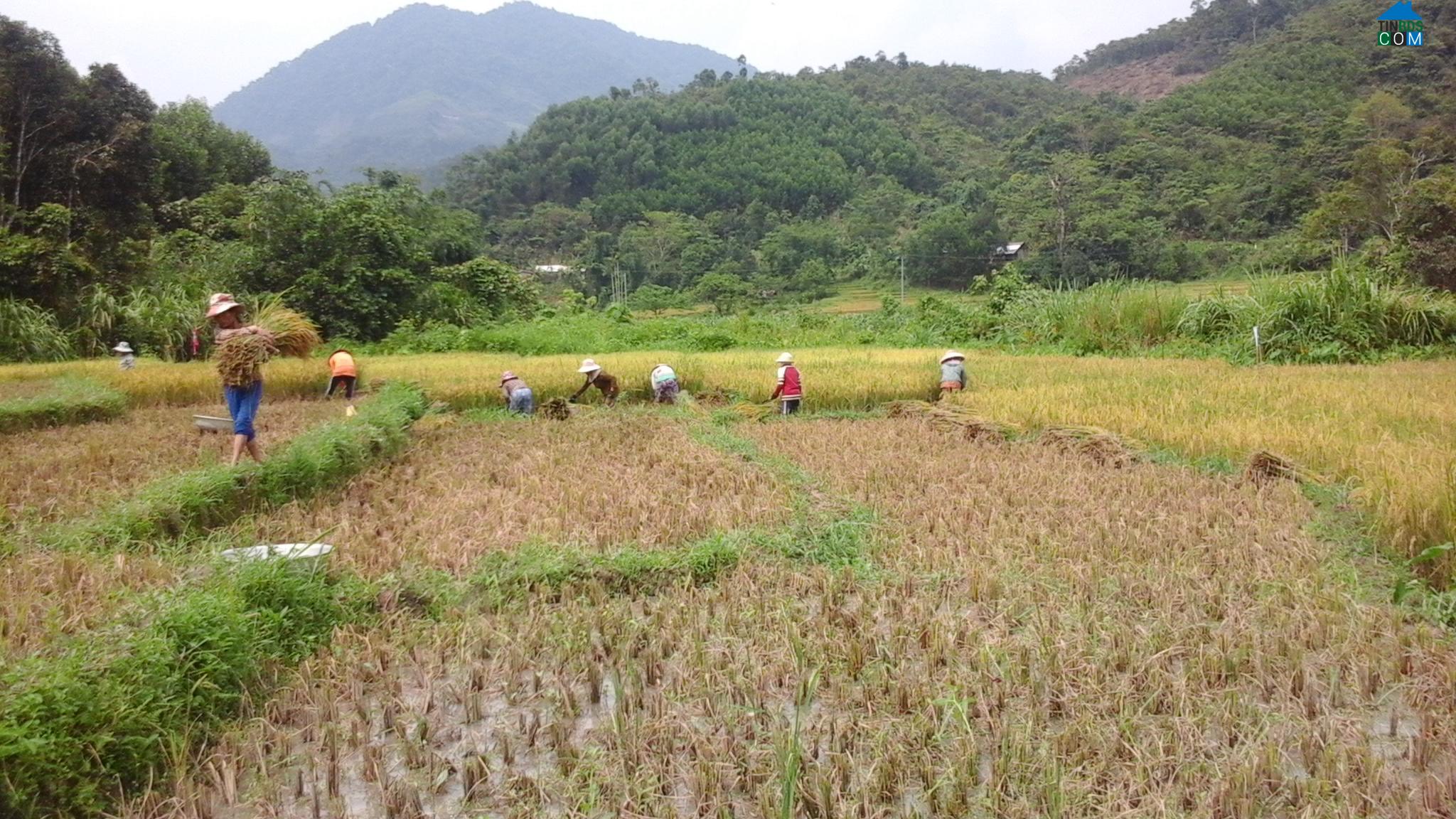 Hình ảnh Phước Chánh, Đà Nẵng