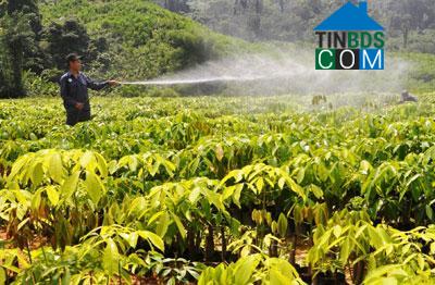 Hình ảnh Trà Liên, Đà Nẵng