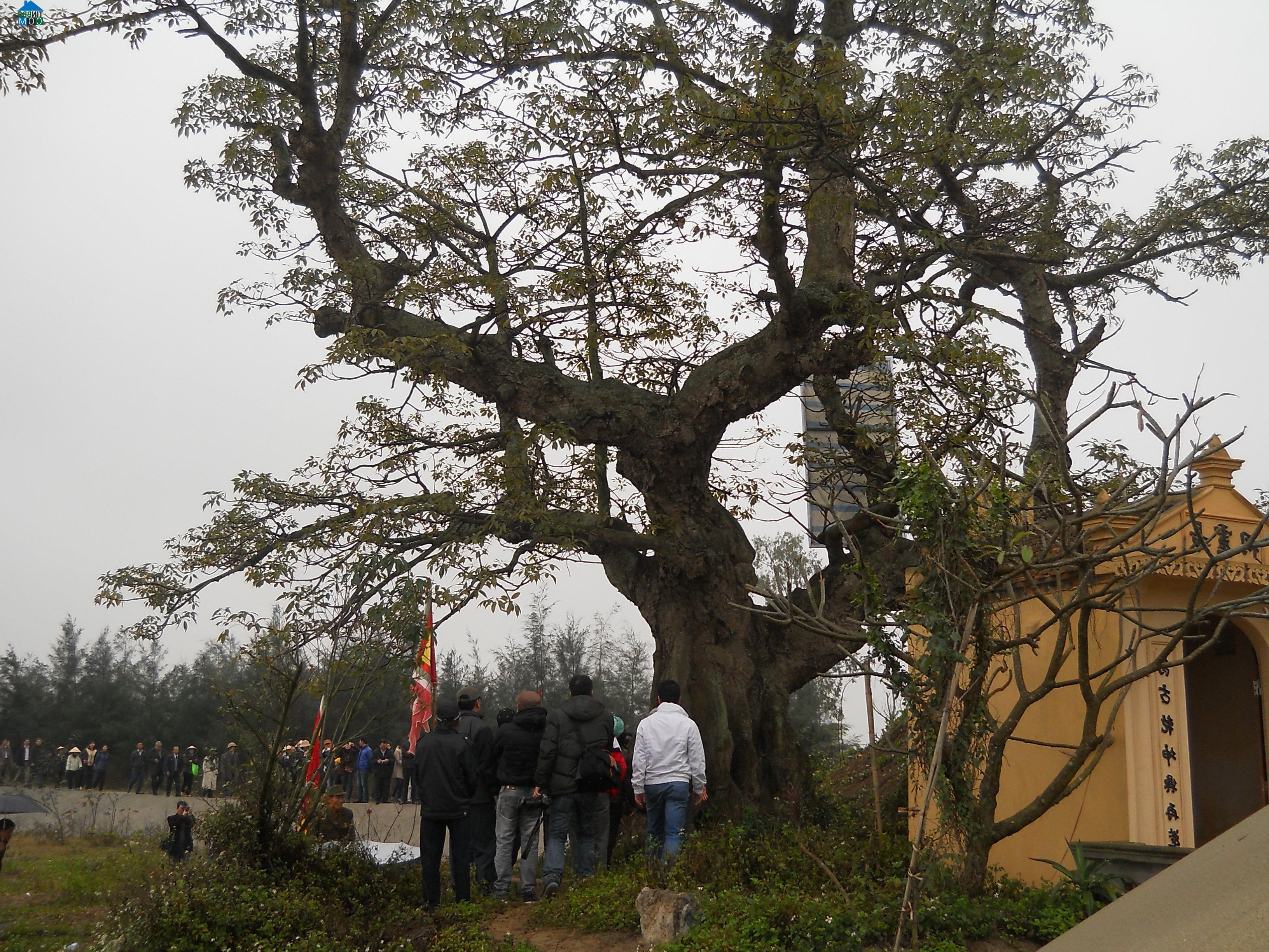 Hình ảnh Tiên Minh, Hải Phòng