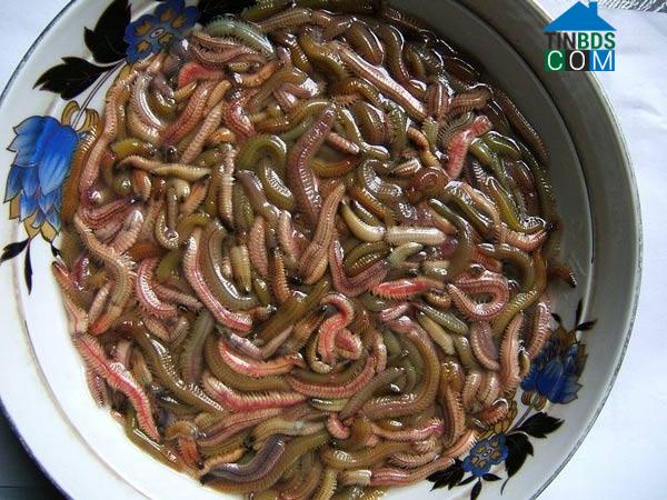 Hình ảnh Chí Minh, Hải Phòng